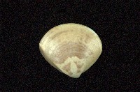 藏品(普通文蛤)的圖片